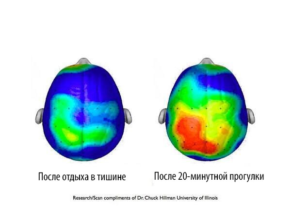 эффект от прогулки на на деятельность вашего мозга. Источник: https://gazeta-pedagogov.ru/category/psycholog_column/ © gazeta-pedagogov.ru
